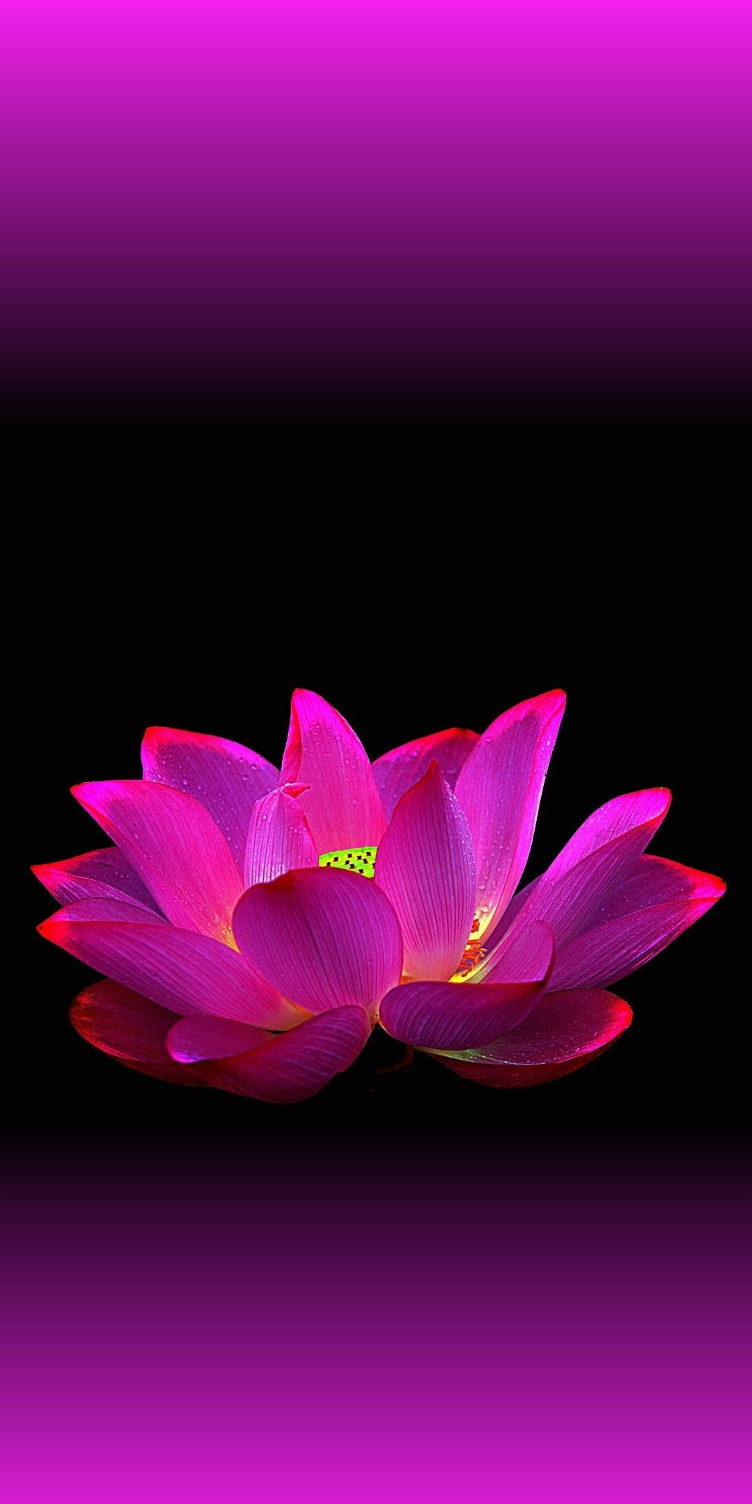 Lotus Flower - HD Wallpaper 