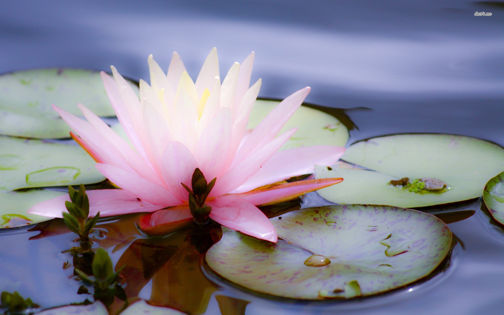 Water Lily - HD Wallpaper 