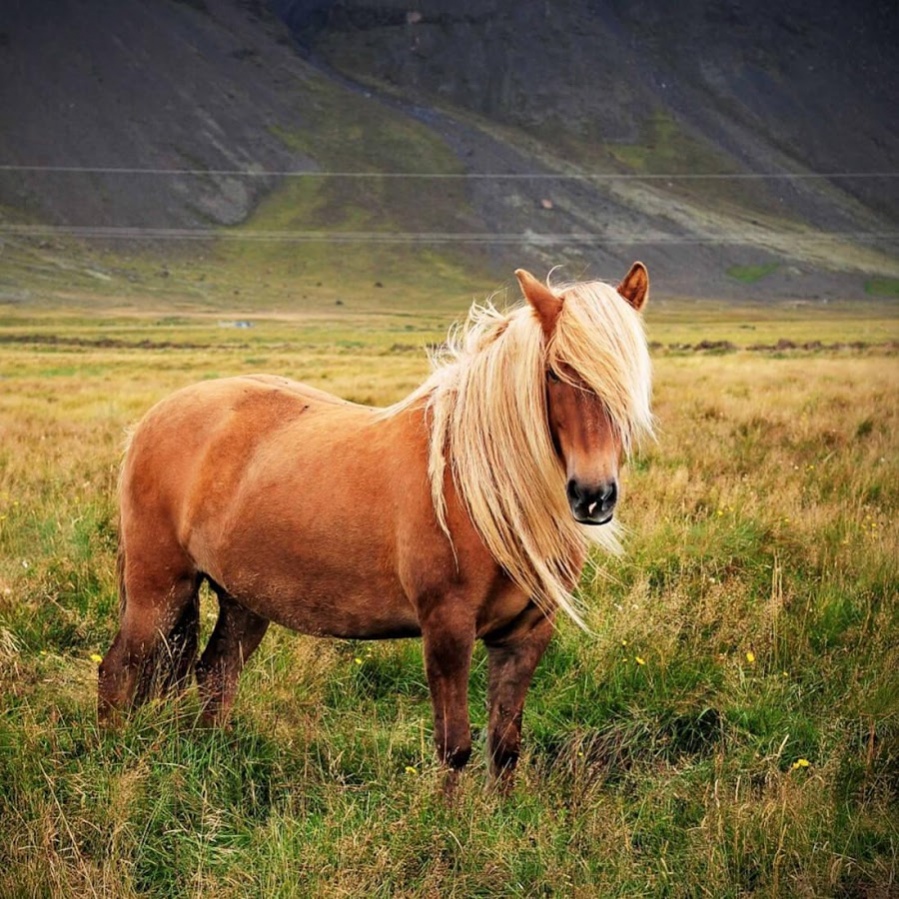 Icelandic Horses Hair - HD Wallpaper 