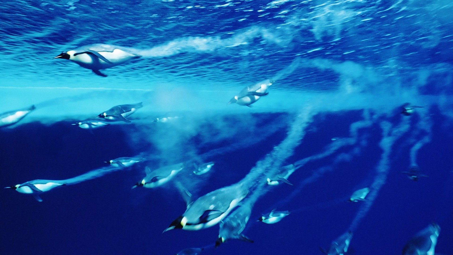Penguins Swimming Wallpaper - HD Wallpaper 