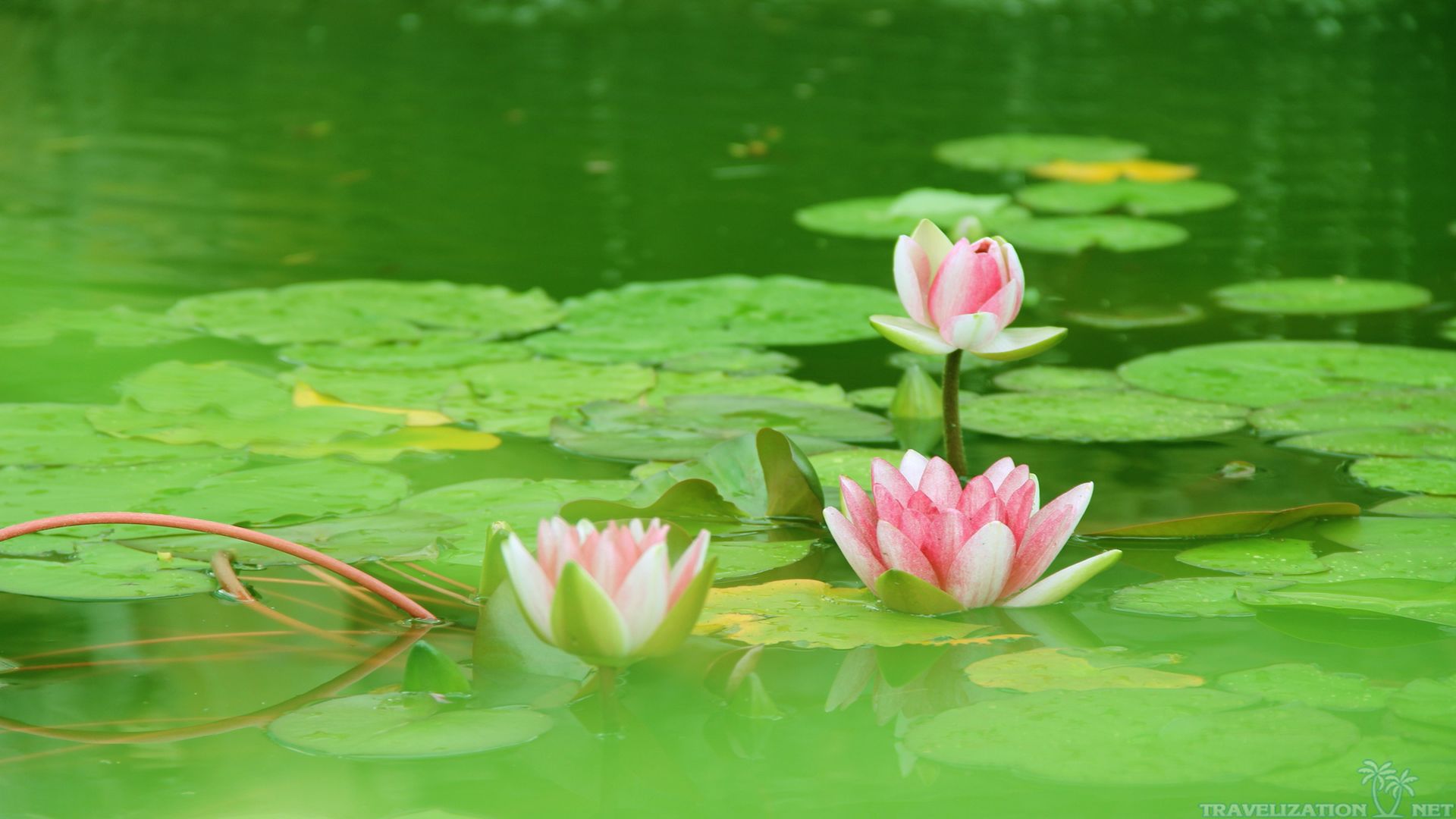 Lotus Live Wallpaper Android Apps On Google Play - Hd Wallpapers Of Lotus Flowers - HD Wallpaper 