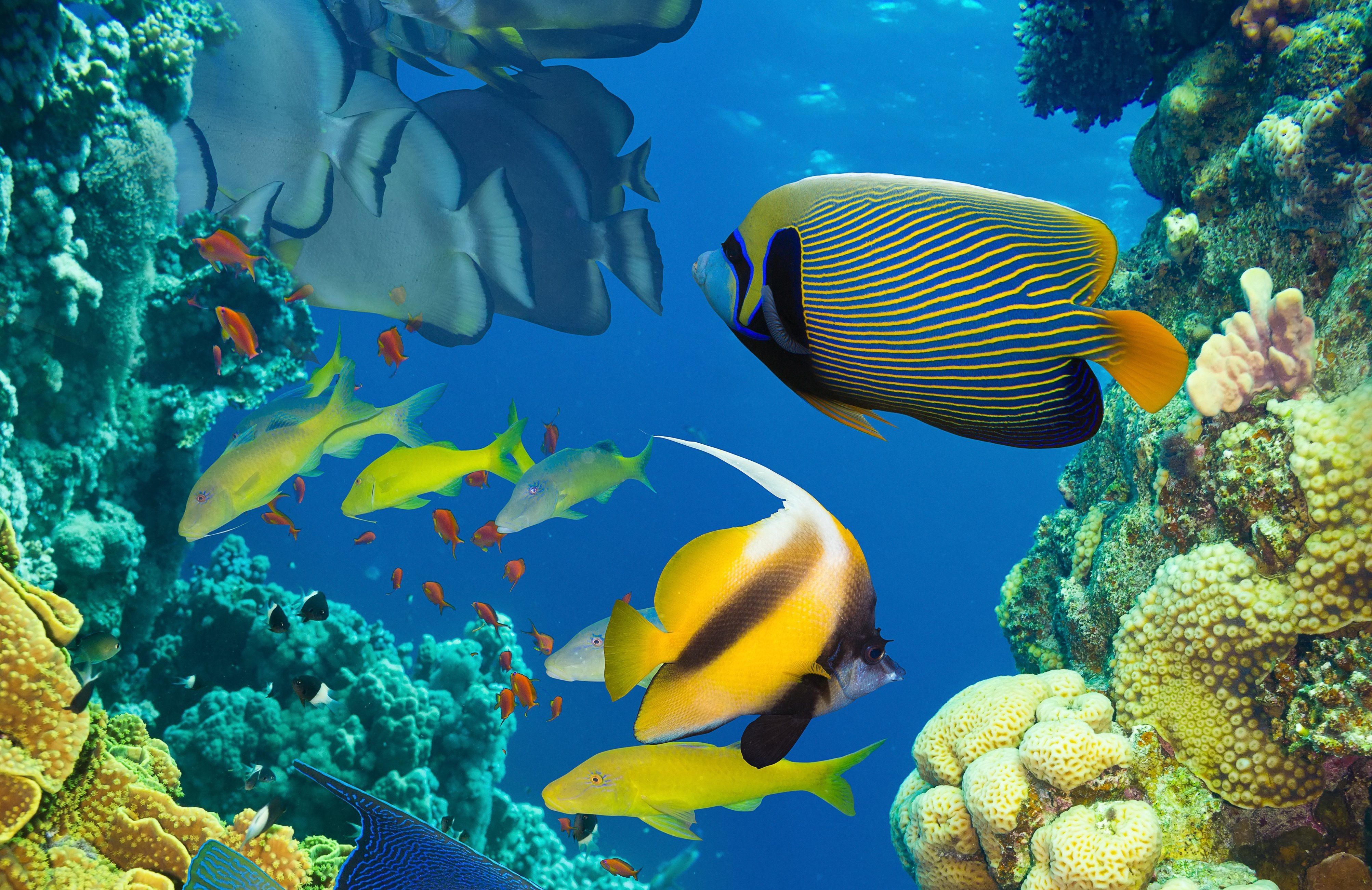 Live Aquarium Wallpaper Awesome 3d Live Fish Wallpaper - Marine Resources  In Ocean - 4012x2604 Wallpaper 