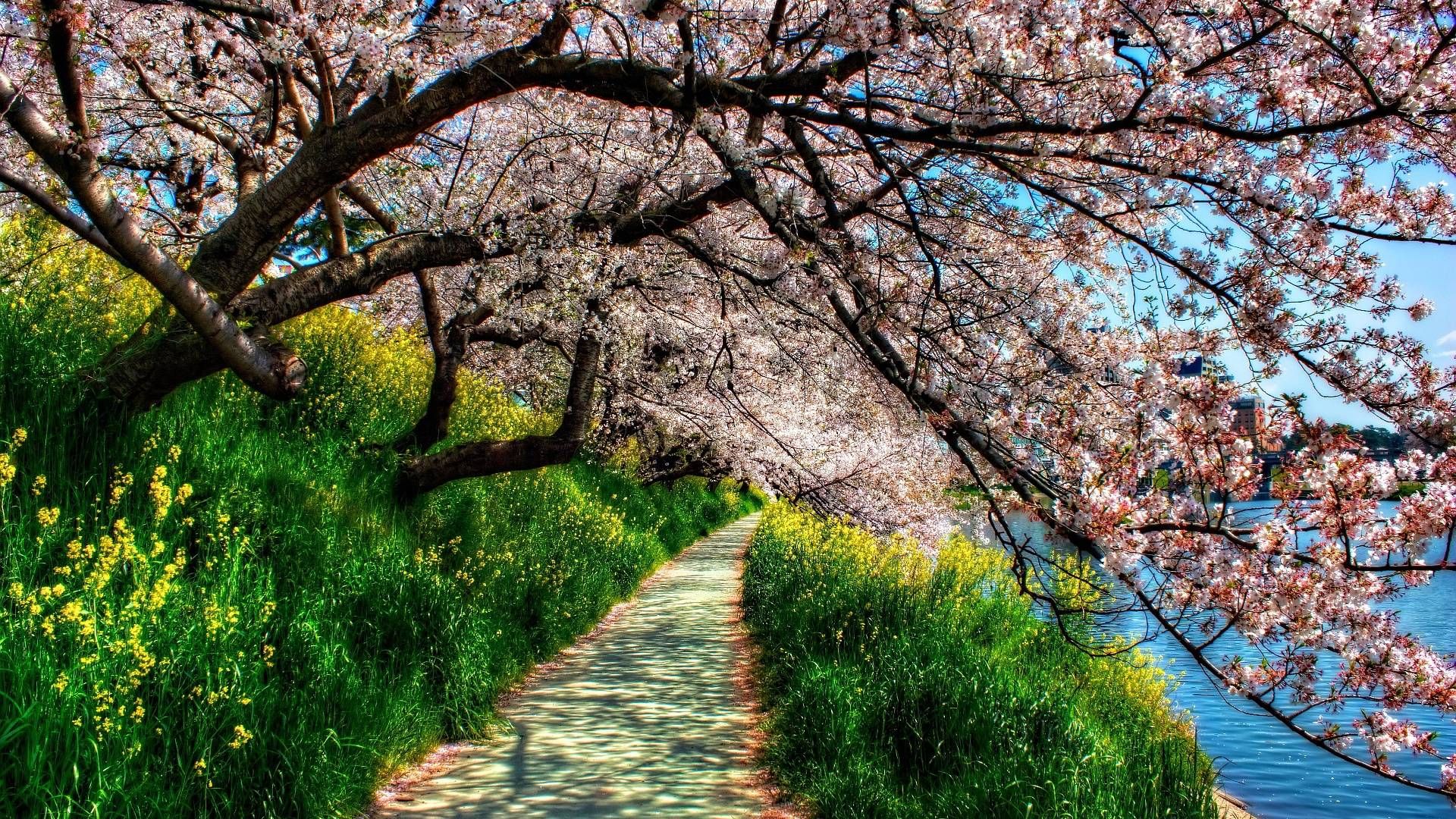 Nature Wallpaper Spring - HD Wallpaper 
