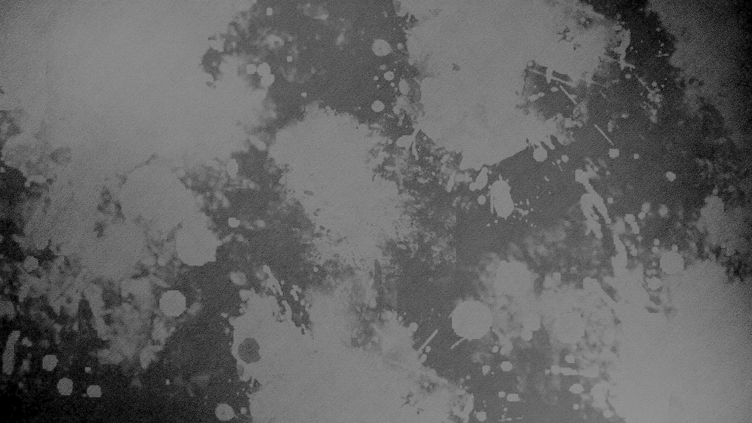 Black Live Wallpaper - Monochrome - 2560x1440 Wallpaper Black Live Wallpaper - Monochrome - 2560x1440 Wallpaper