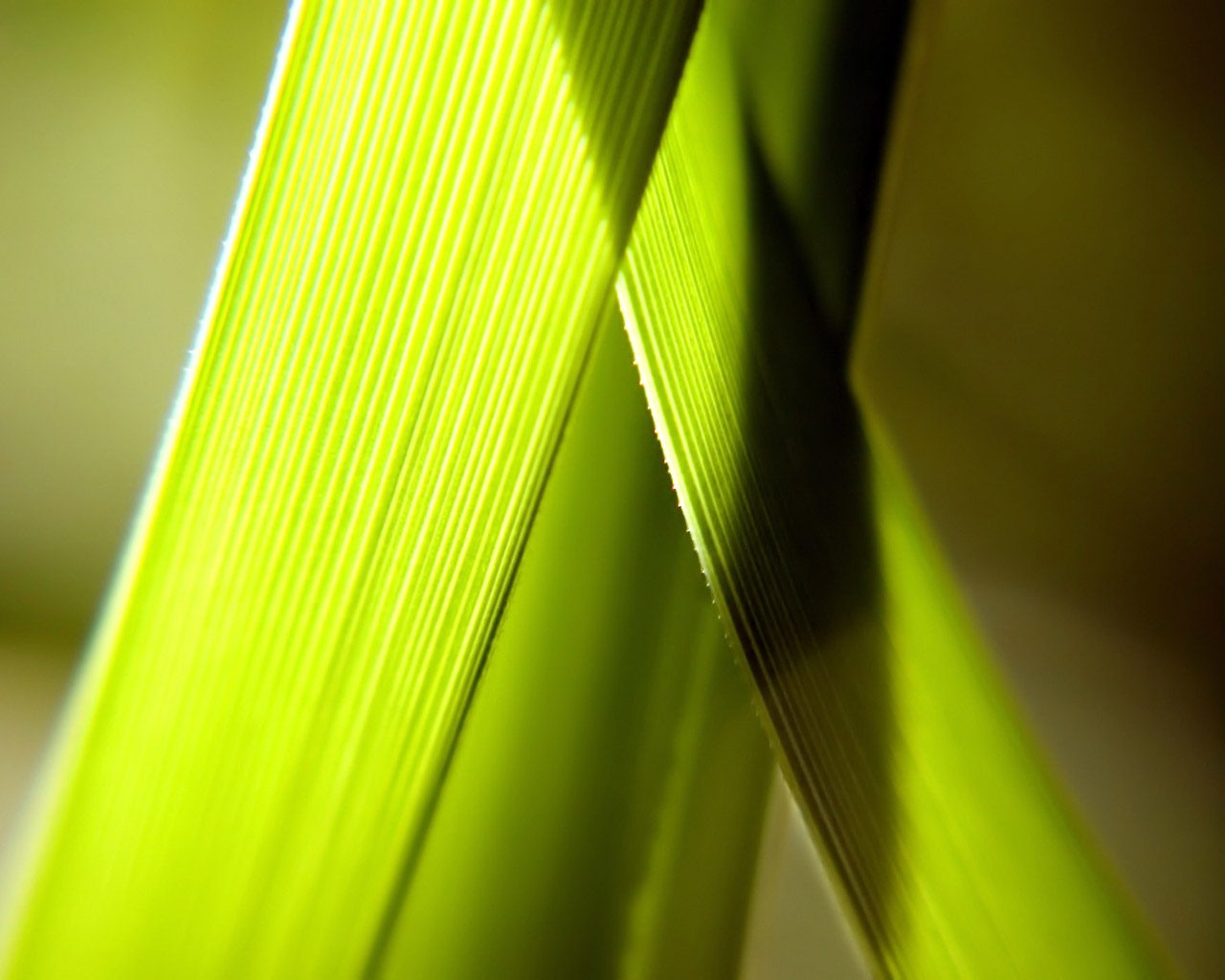 Vista Plants And Leaves Wallpapers - Macro Photography - HD Wallpaper 