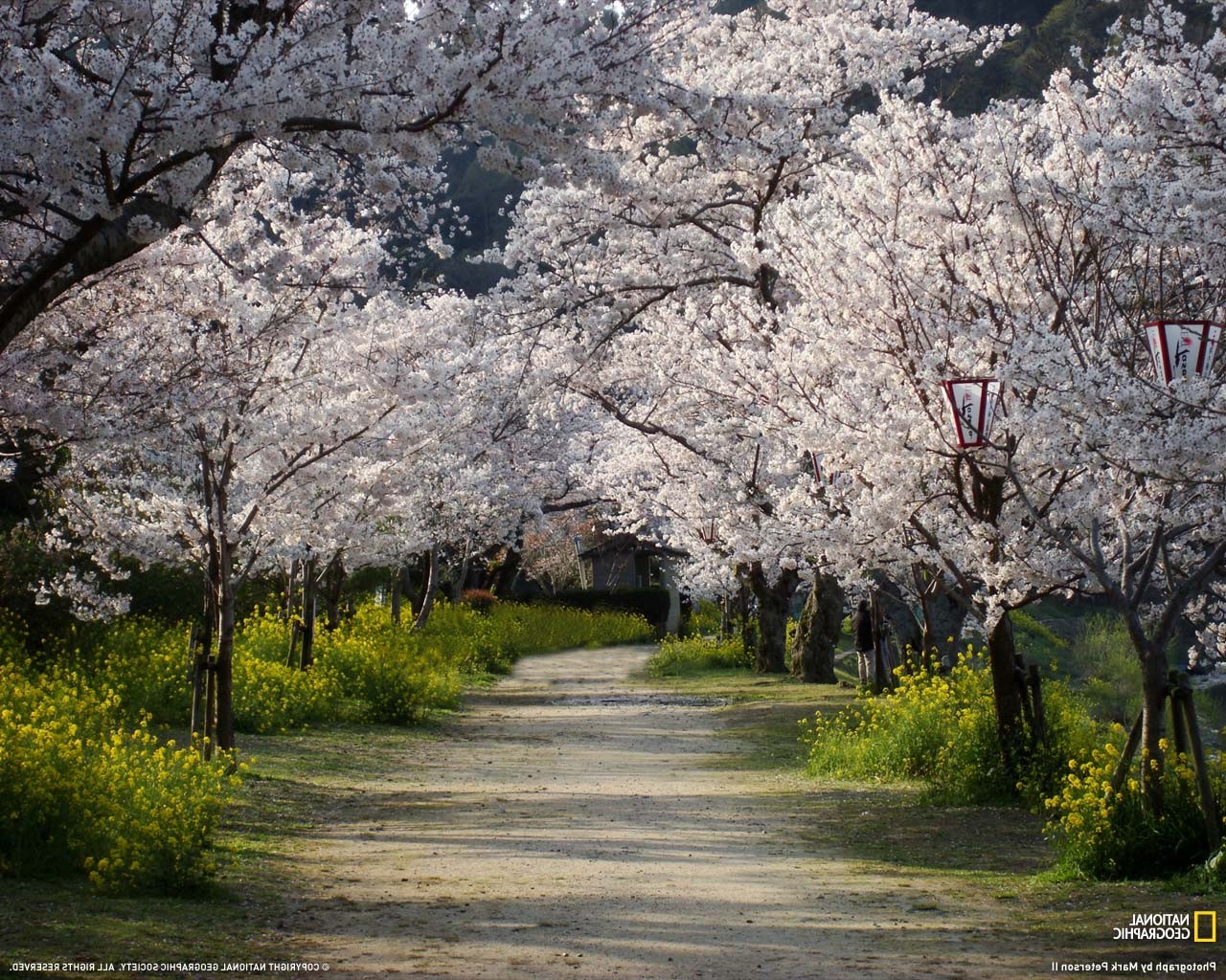 Dirt Path Japan - HD Wallpaper 
