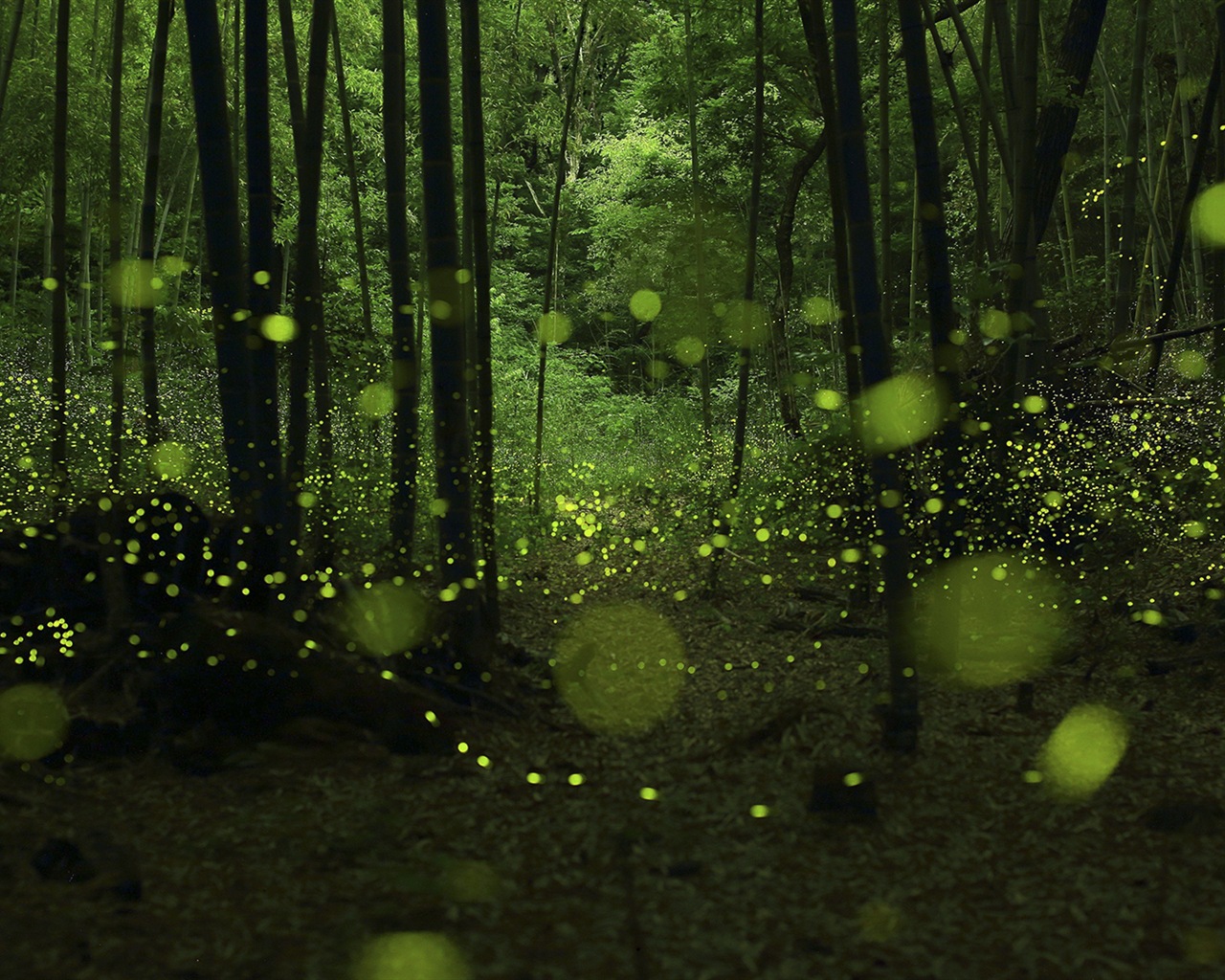 Windows 10 Preview Hd Wallpapers - Twilight Forest 3d - HD Wallpaper 