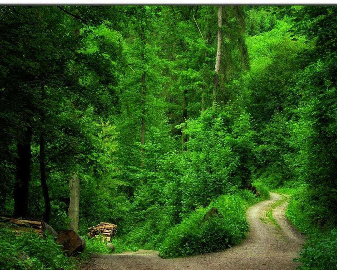 Green Forest Area - HD Wallpaper 
