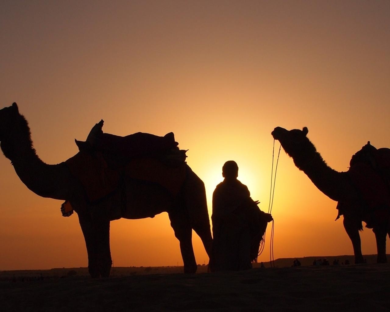 Camels In Nature - HD Wallpaper 