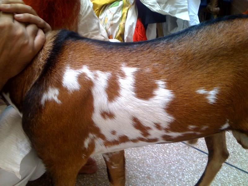 Sorrel - HD Wallpaper 