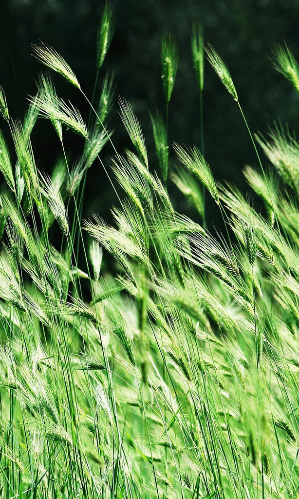 Cay Co - HD Wallpaper 