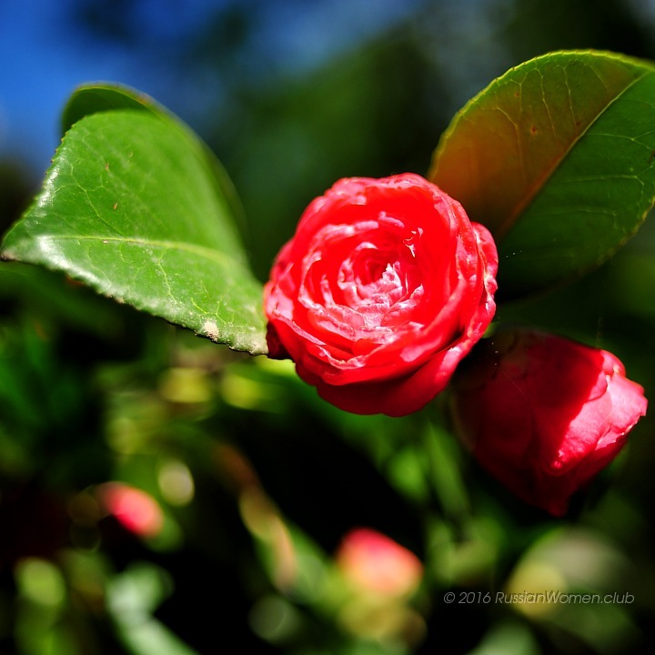 Blackberry Q10 Background - Cvijece Najljepse Za Pozadinu Slike - HD Wallpaper 