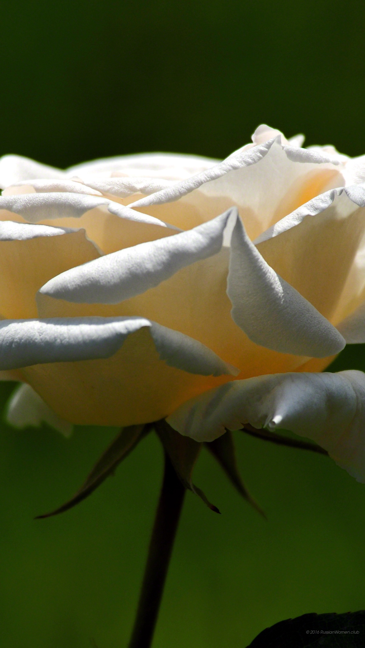 Blackberry Priv Background - Floribunda - HD Wallpaper 