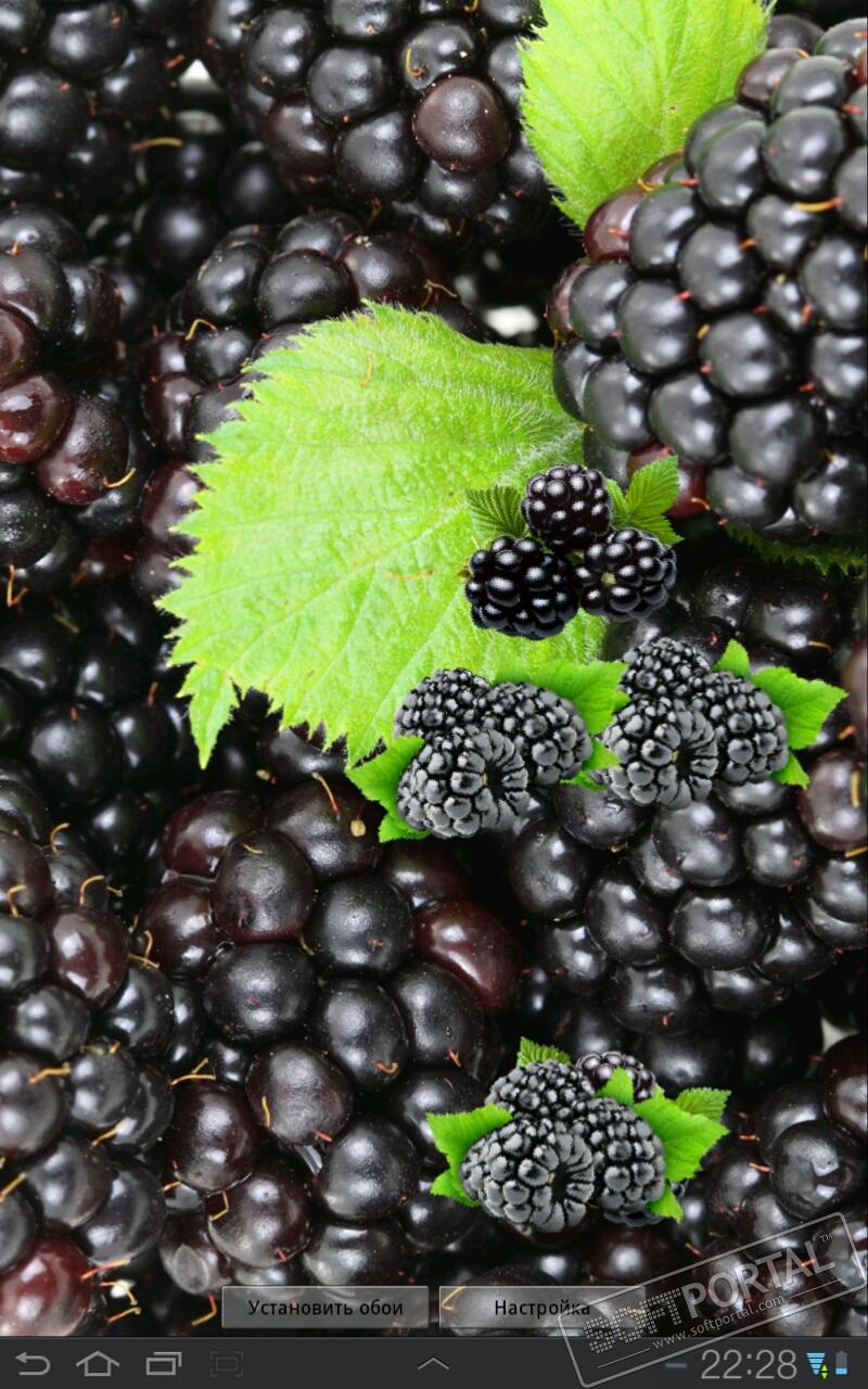 Blackberry - HD Wallpaper 