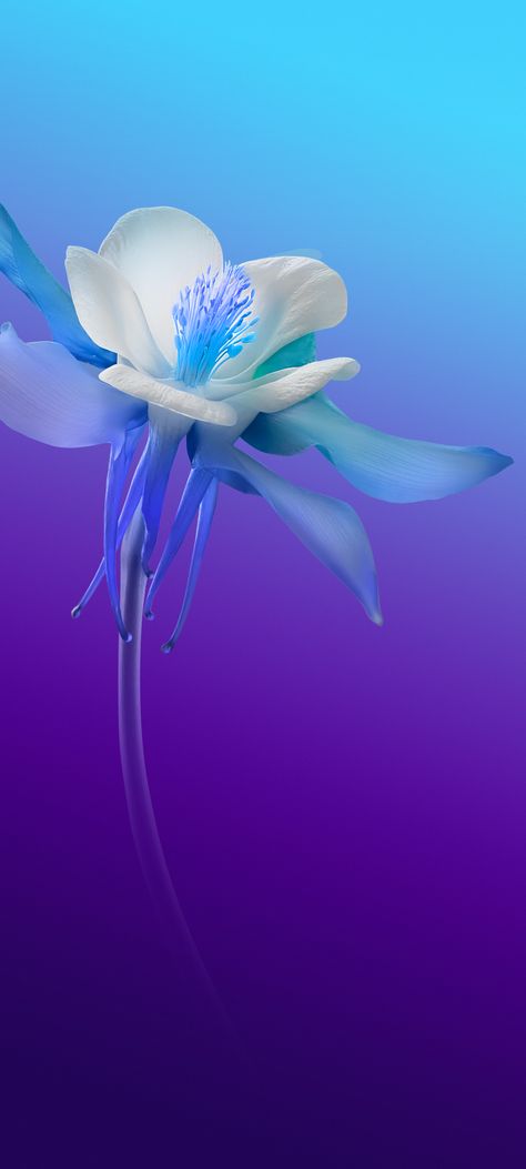 Awesome Phone Wallpaper Hd Download Most Downloaded - Lily - HD Wallpaper 