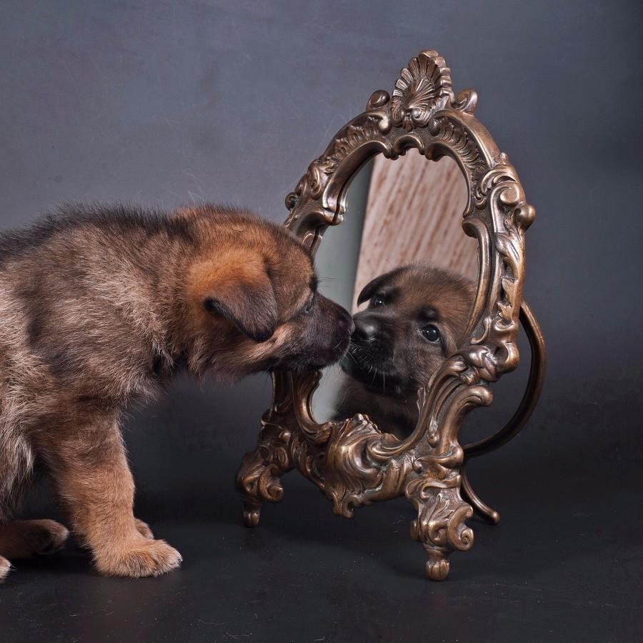 Поздравления С Днем Рождения С Овчаркой - HD Wallpaper 