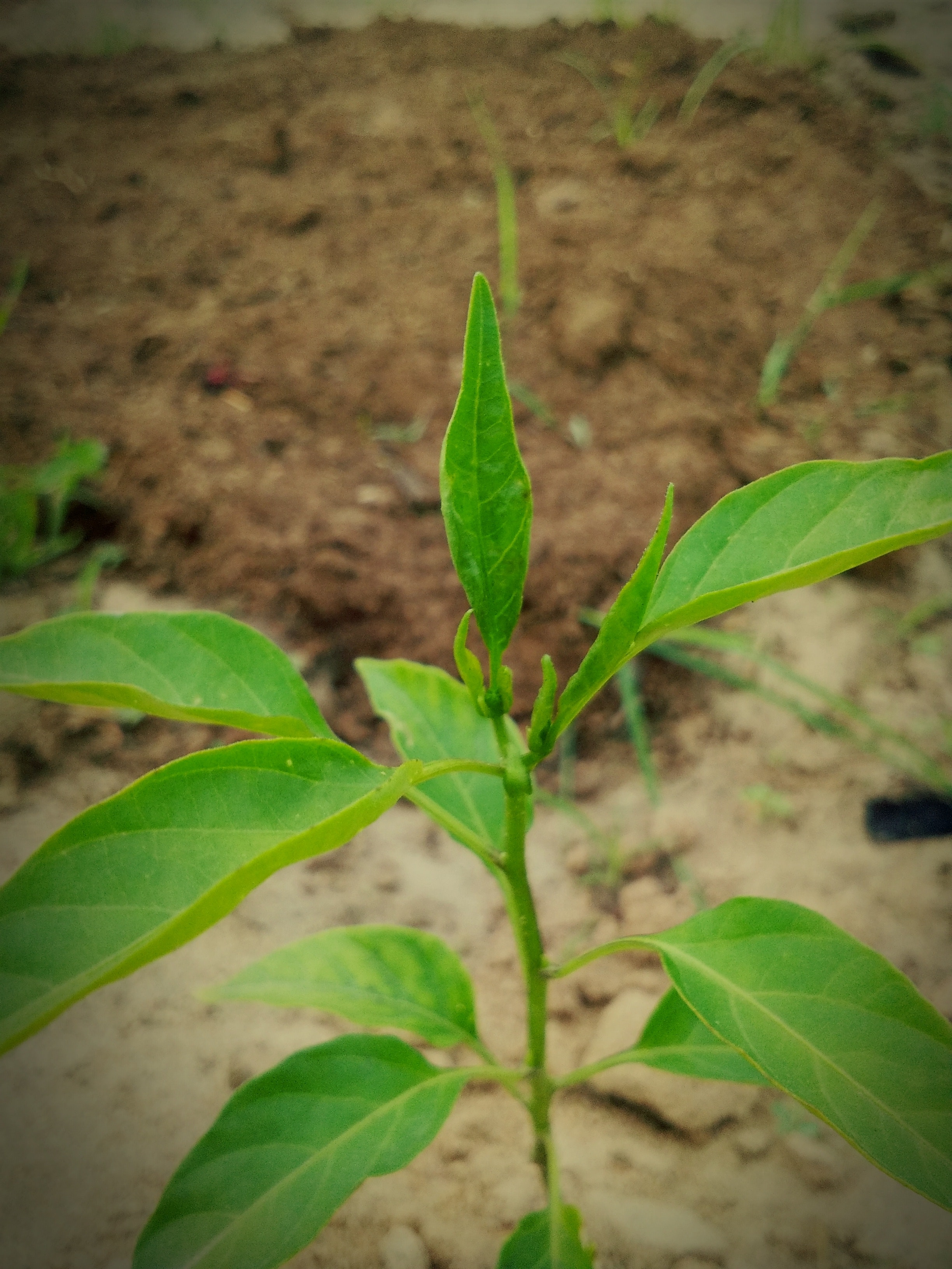 Erythroxylaceae - HD Wallpaper 