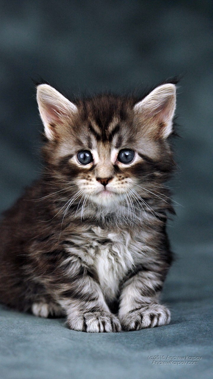 Vivo V3 Background - Slike Za Pozadinu Macke - HD Wallpaper 