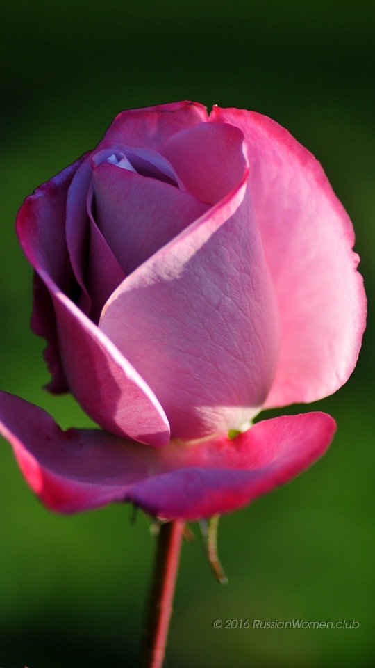 Vivo Y51 Background - Bakgrundsbilder Iphone 6 Blommor - HD Wallpaper 