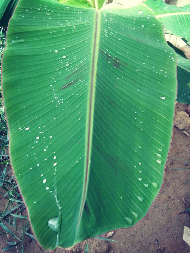 Image - Ensete - HD Wallpaper 