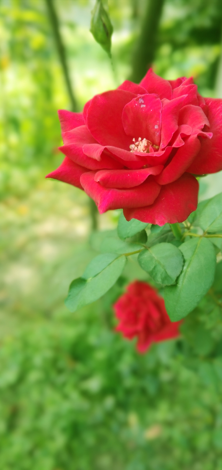Vivo V9 Wallpaper Full Hd - 720x1520 Wallpaper - teahub.io