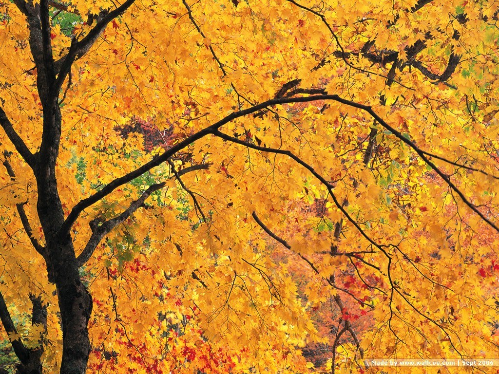 The Four Seasons - Autumn - HD Wallpaper 
