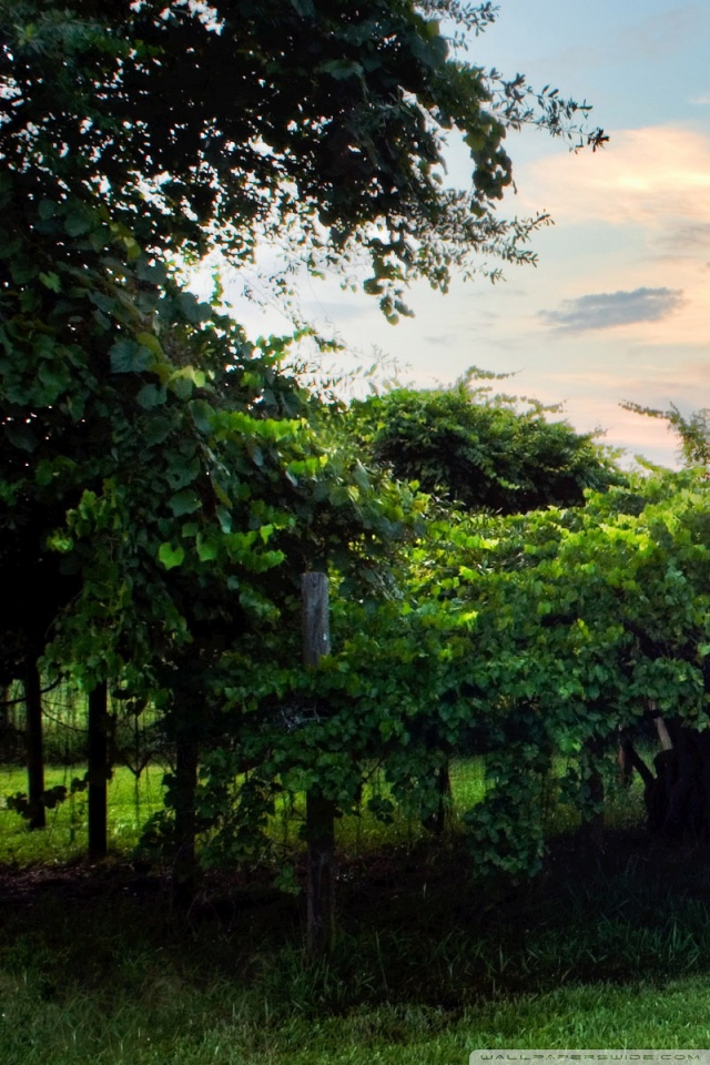 Natural Background - HD Wallpaper 