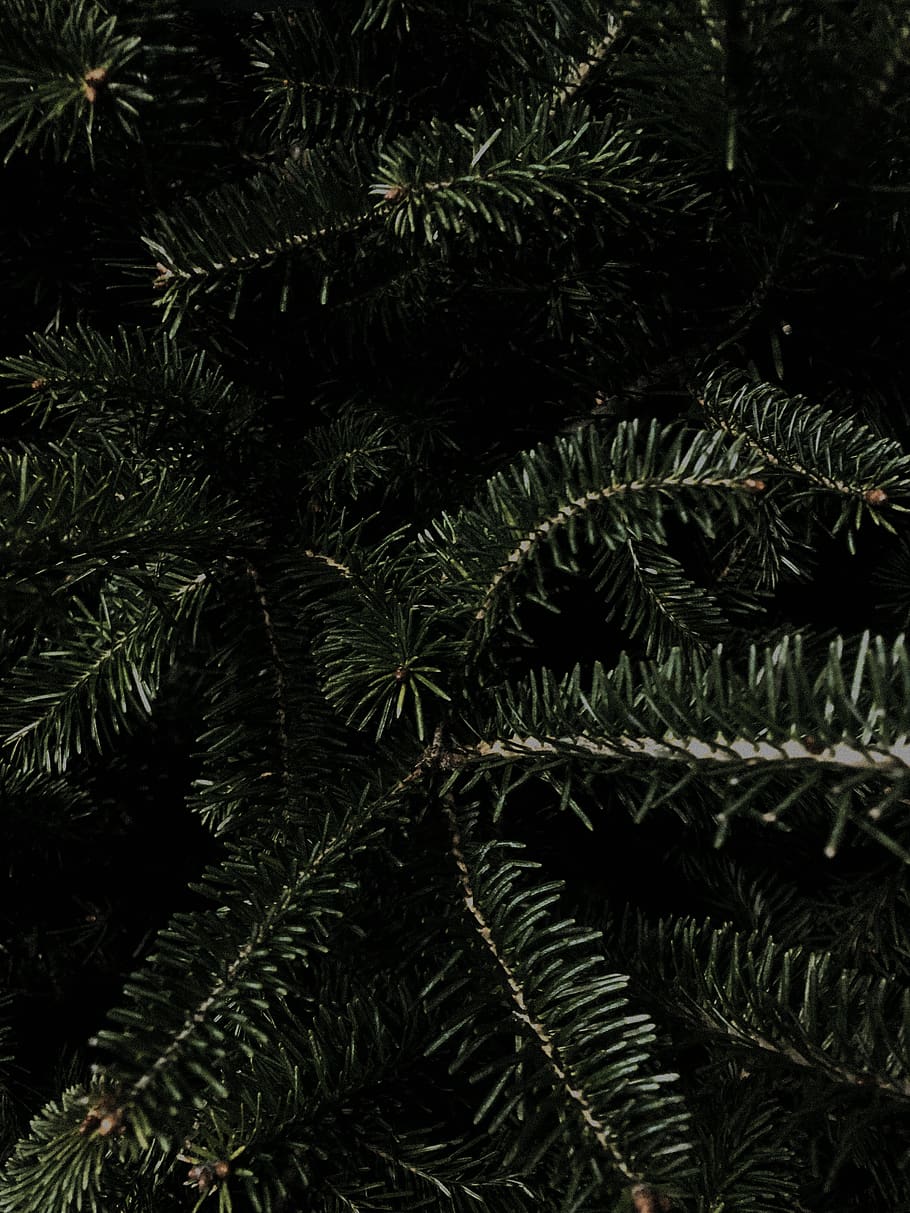 Sago Palm Tree, Bold, Christmas, Wallpaper, Background, - Pond Pine - HD Wallpaper 