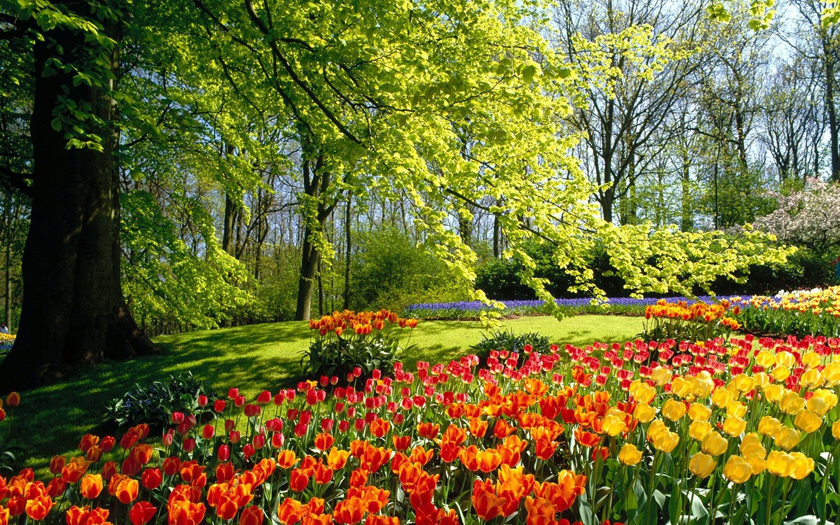 Beautiful Spring Nature - HD Wallpaper 
