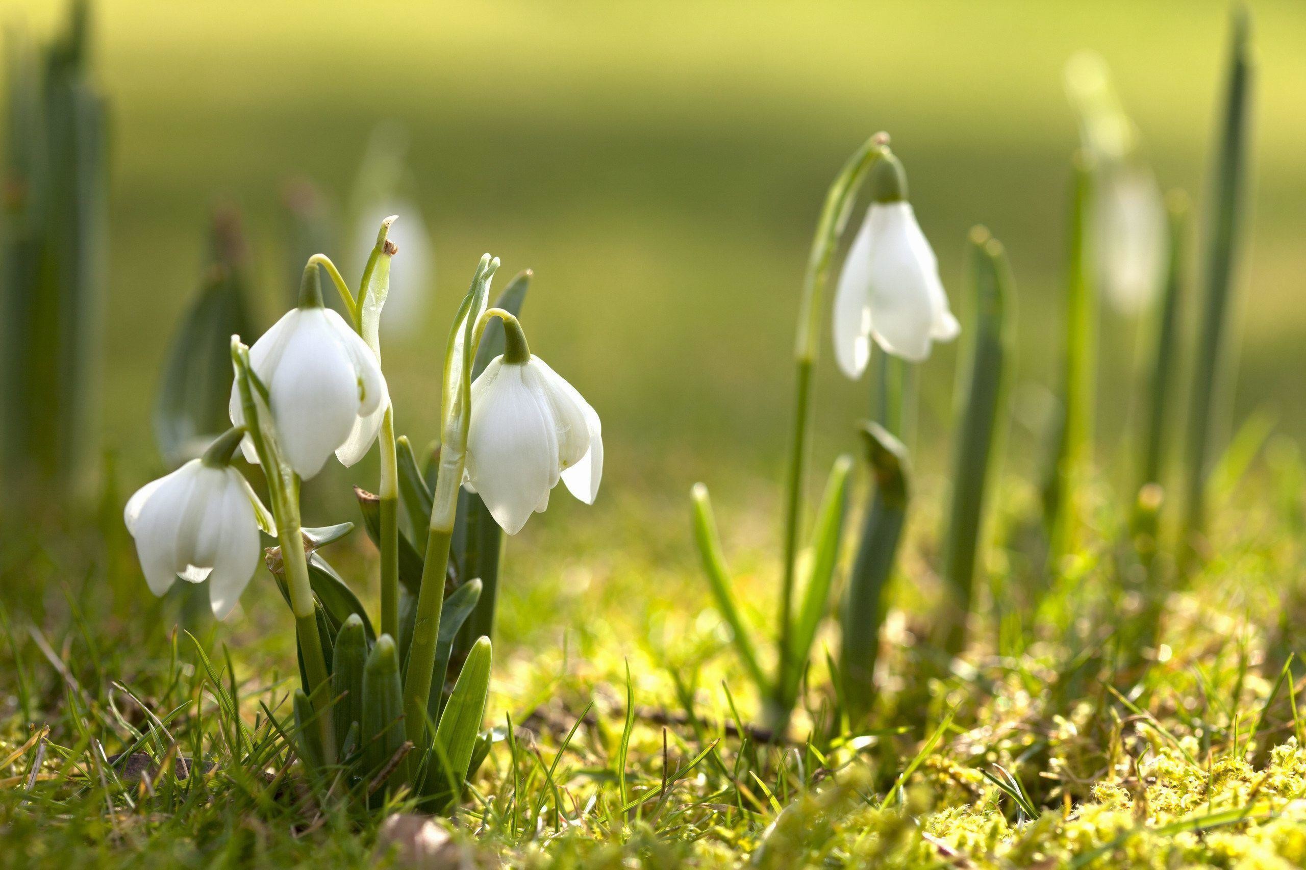 Free Spring Wallpaper Desktop - Desktop Wallpaper Spring - HD Wallpaper 