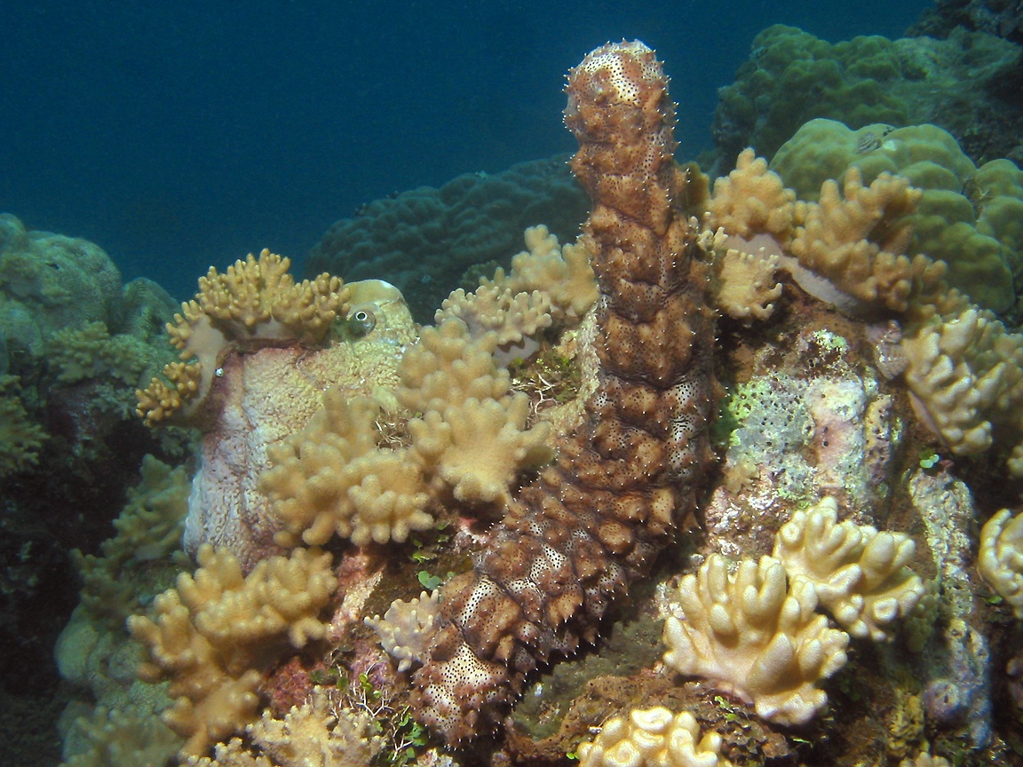 Pepino De Mar Habitat - HD Wallpaper 