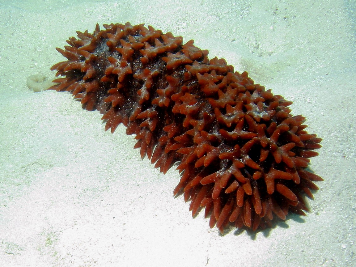 Prickly Red Sea Cucumber - HD Wallpaper 