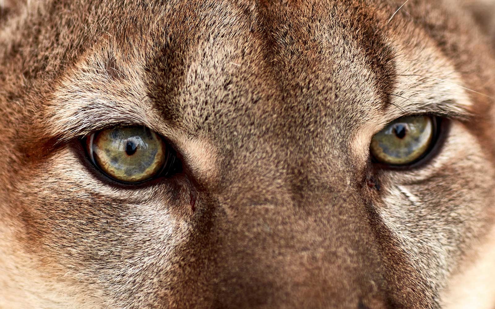 Mountain Lion - HD Wallpaper 