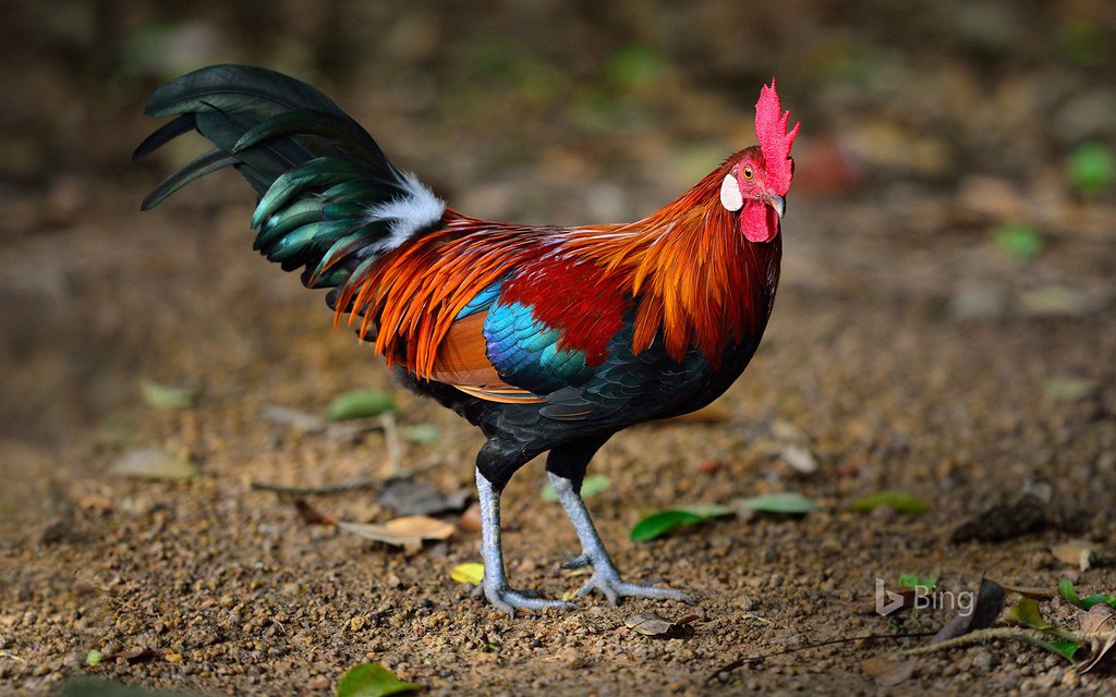 Brown Leghorn Rooster - HD Wallpaper 
