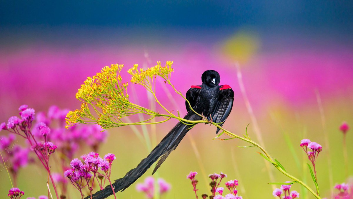 Male Long Tailed Widowbird - HD Wallpaper 