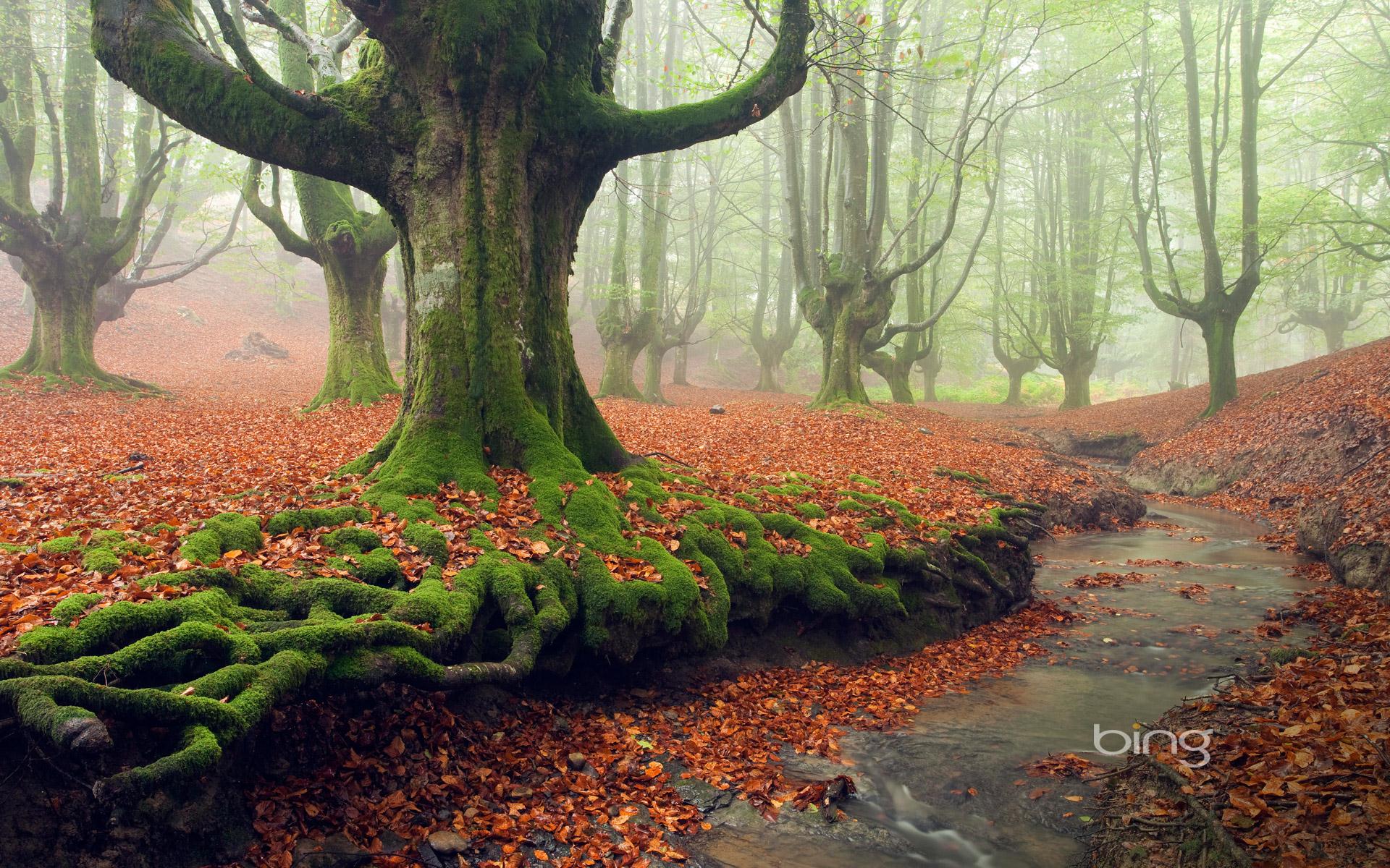Moss Covered Tree Roots In Gorbea Natural Park Basque - Victoria Forest Park Nz - HD Wallpaper 