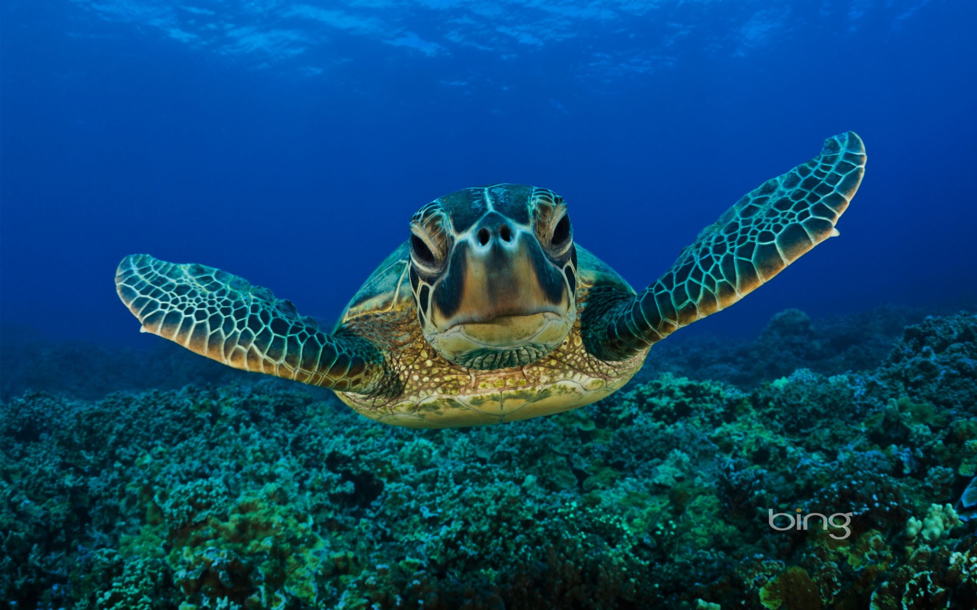 Bing Images Hd Wallpaper 3d - Turtle High Resolution - HD Wallpaper 