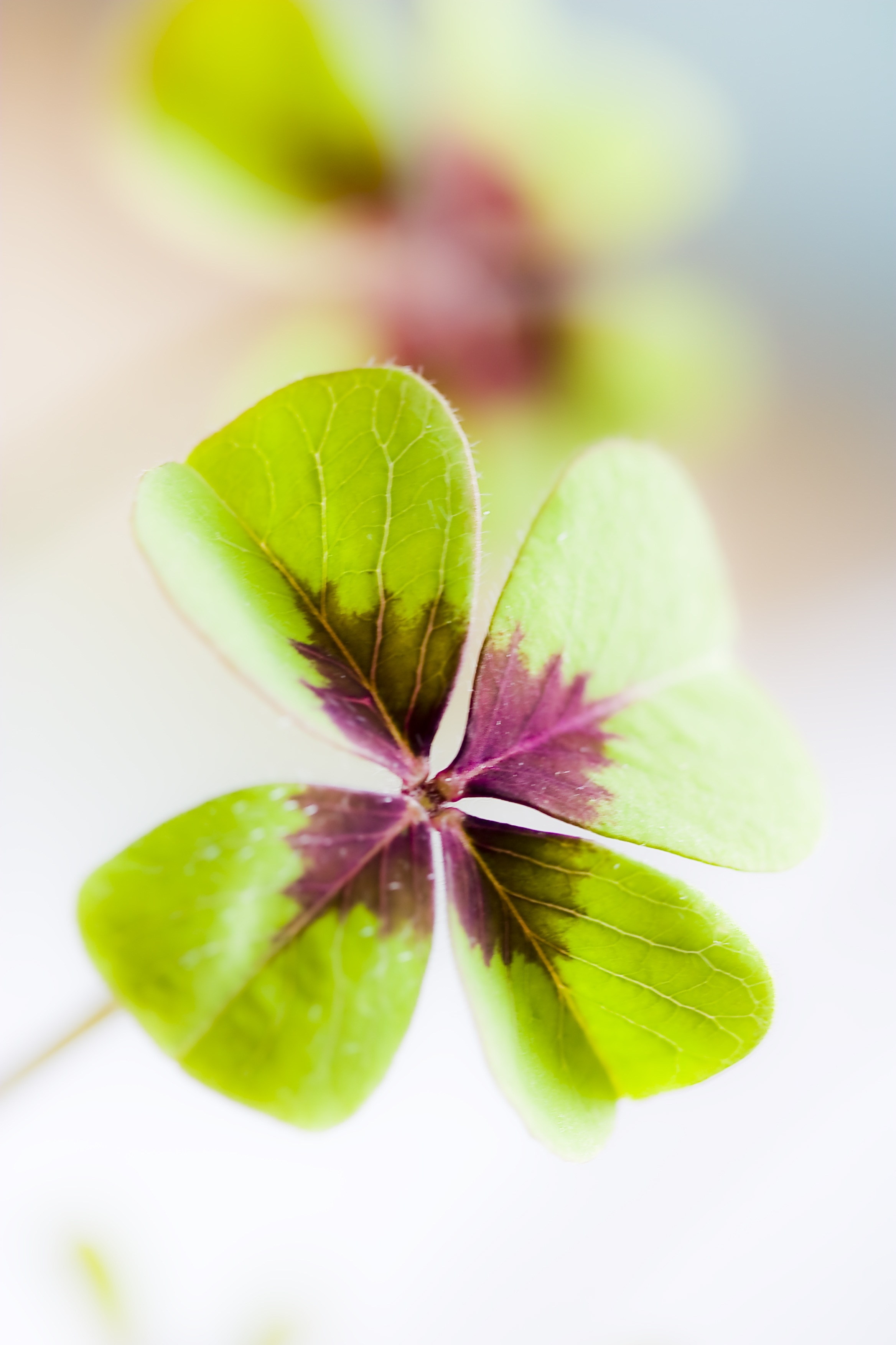 Four Leaf Flower With Purple And Green Leaf - HD Wallpaper 