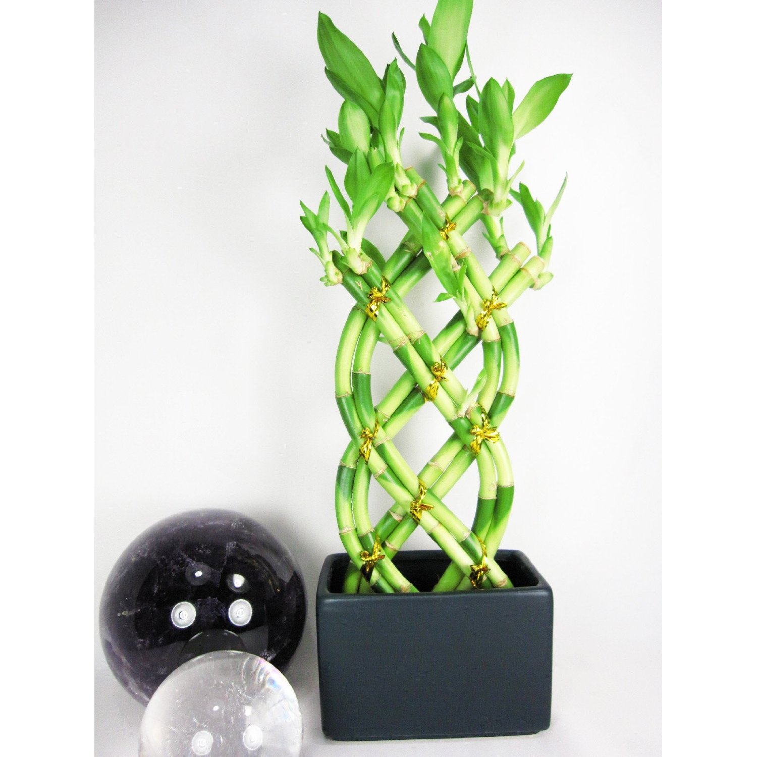 picture Lucky Bamboo Wallpaper Hd 8 stalks lucky bamboo lucky bamboo