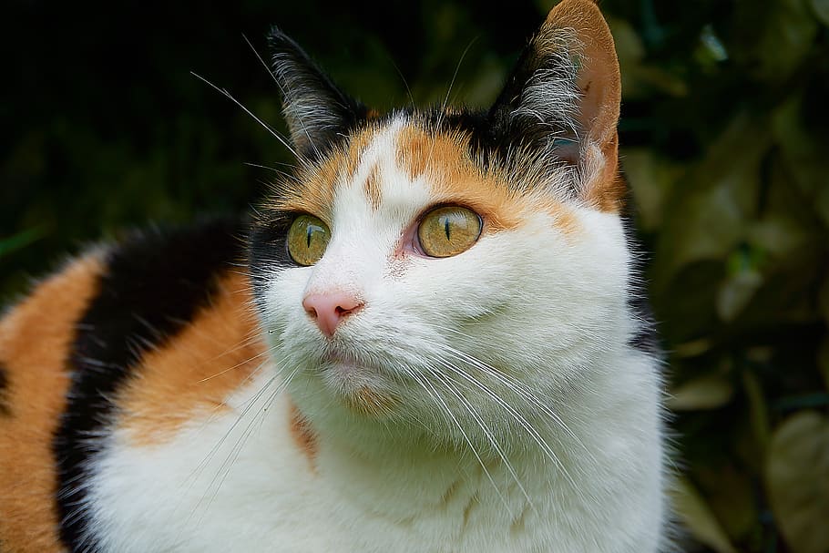 Cat, Lucky Cat, Close Up, Attention, Tricolor Cat, - Gato De Tres Colores - HD Wallpaper 
