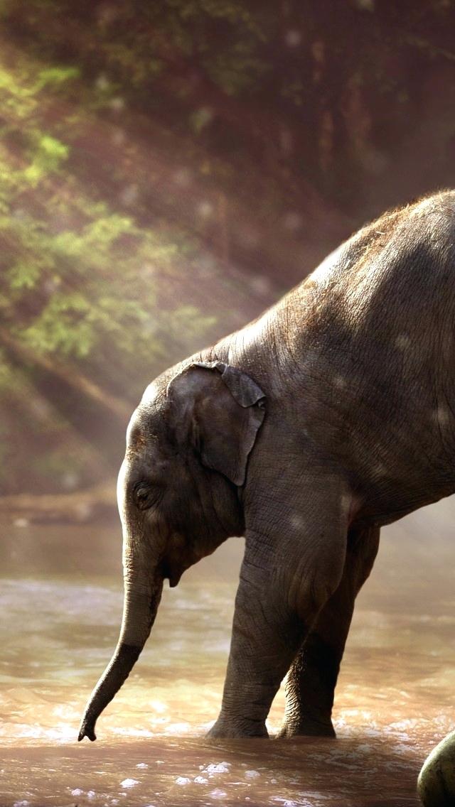 Elephant Hd Images Vertical - HD Wallpaper 