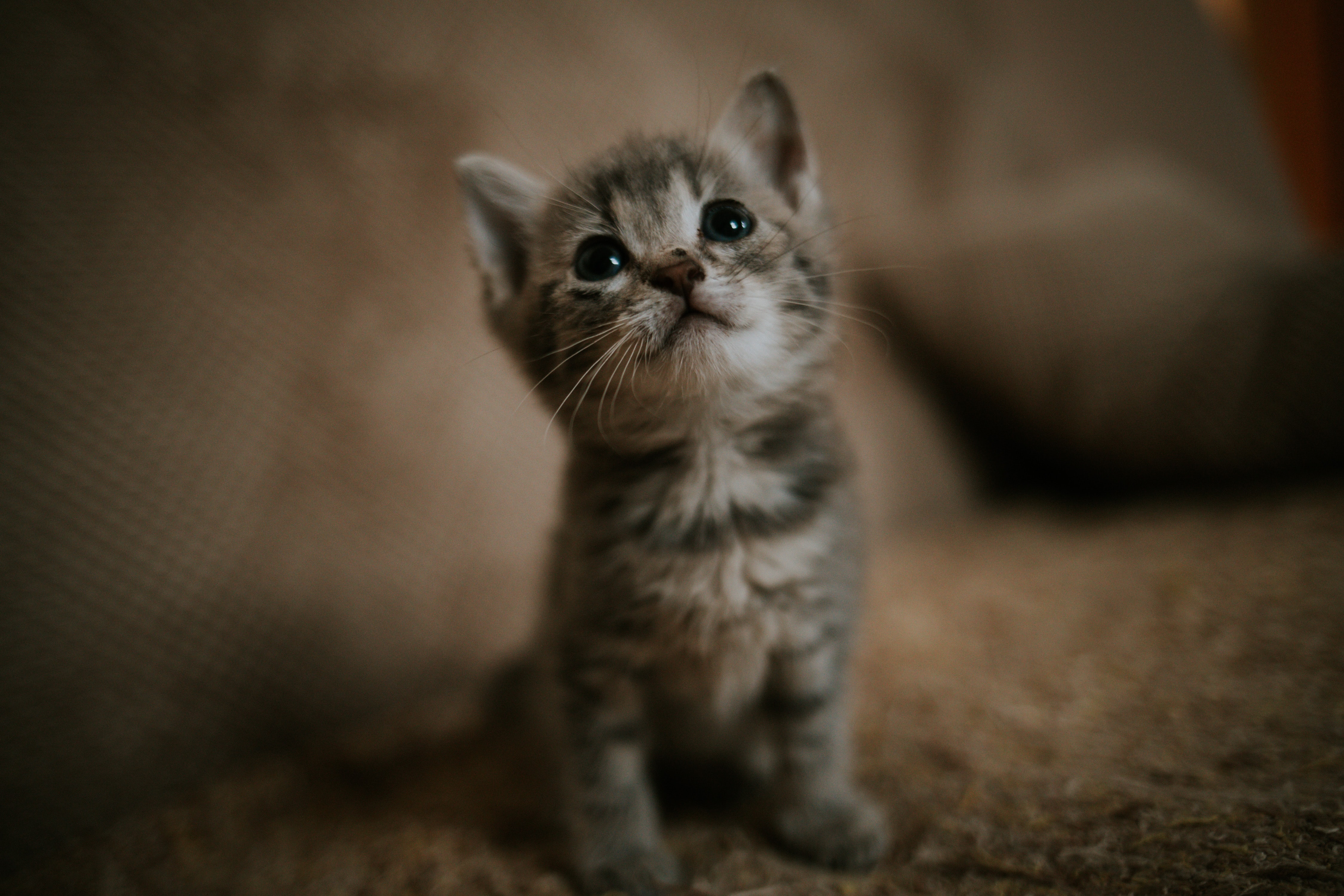 Kitten 4500x3000 Wallpaper teahub.io
