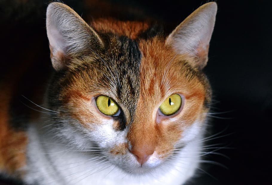 Calico Cat Facing Camera, Multi Coloured, View, Close, - Viacfarebne Mačky - HD Wallpaper 