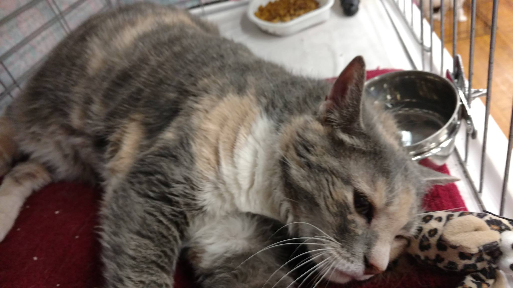 Domestic Short-haired Cat - HD Wallpaper 