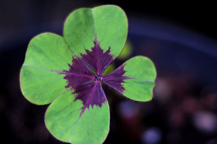 Oxalis Deppei Iron Cross, 4 Leaf Clover, Luck, Green, - HD Wallpaper 