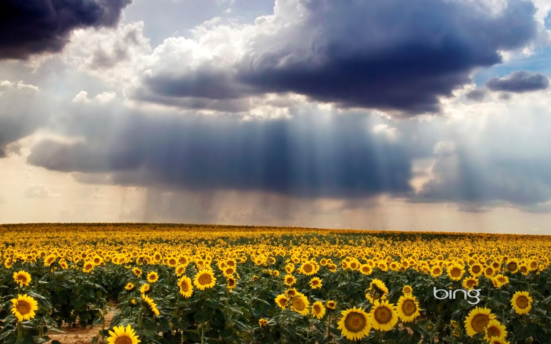 Field Full Of Flower - HD Wallpaper 