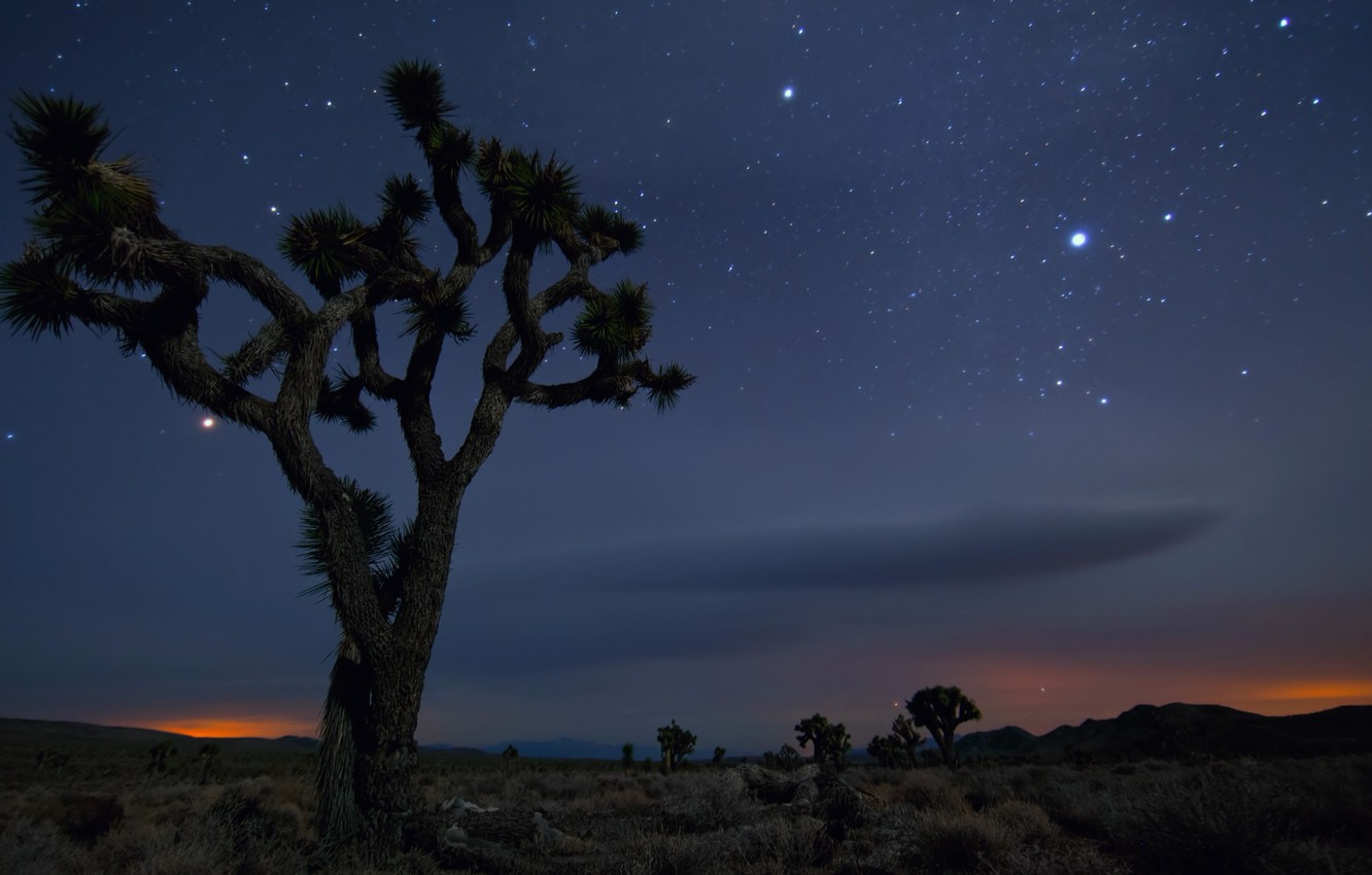 Photo Wallpaper Sand, Tree, Night, Desert, Mexico, - California Desert At Night - HD Wallpaper 