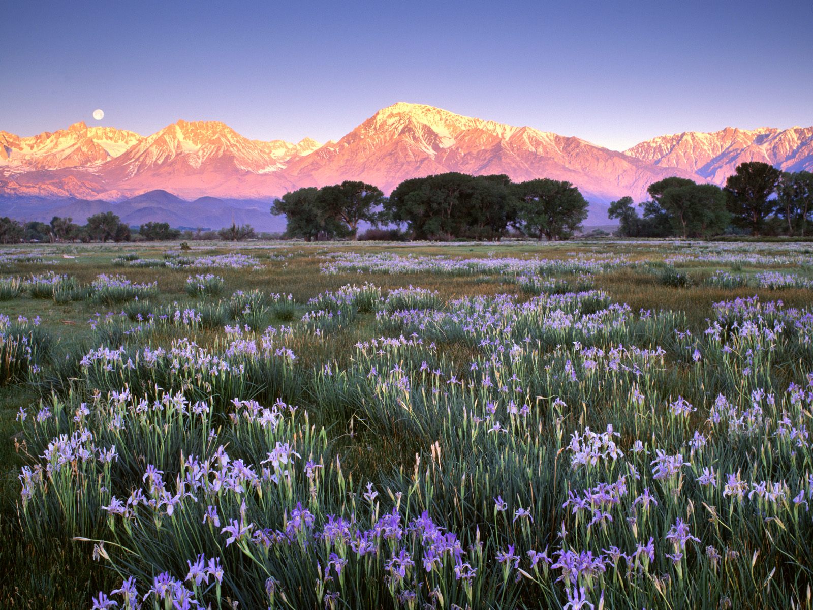 Beautiful Flower Meadow - HD Wallpaper 
