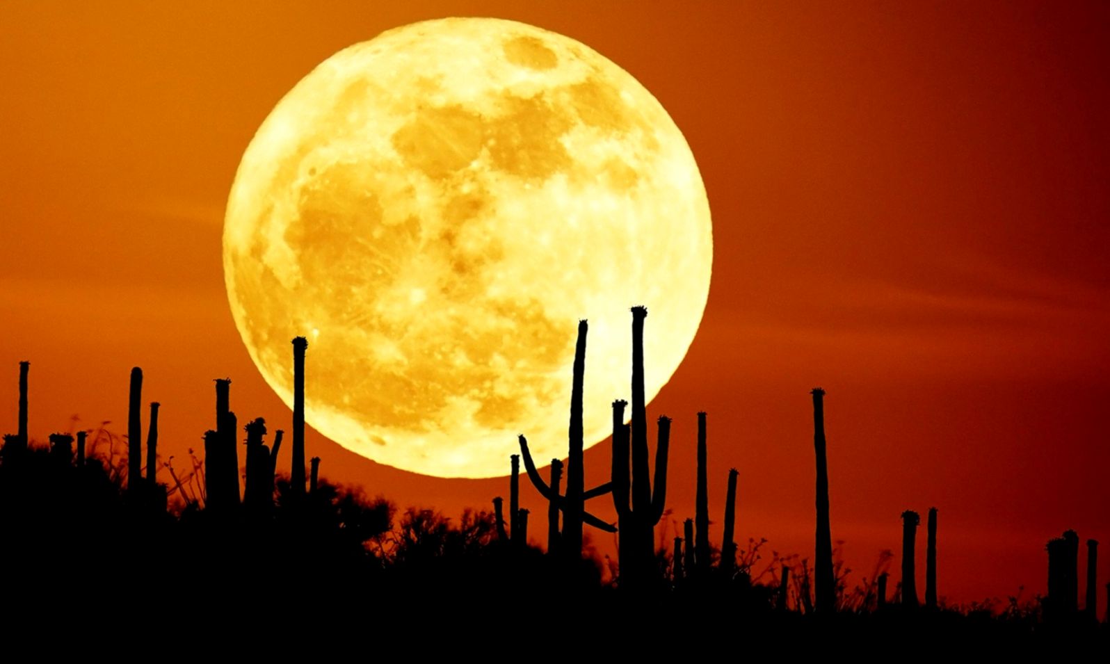 Moon Sky Desert Night Cactus Hd Wallpaper - Super Moon - HD Wallpaper 