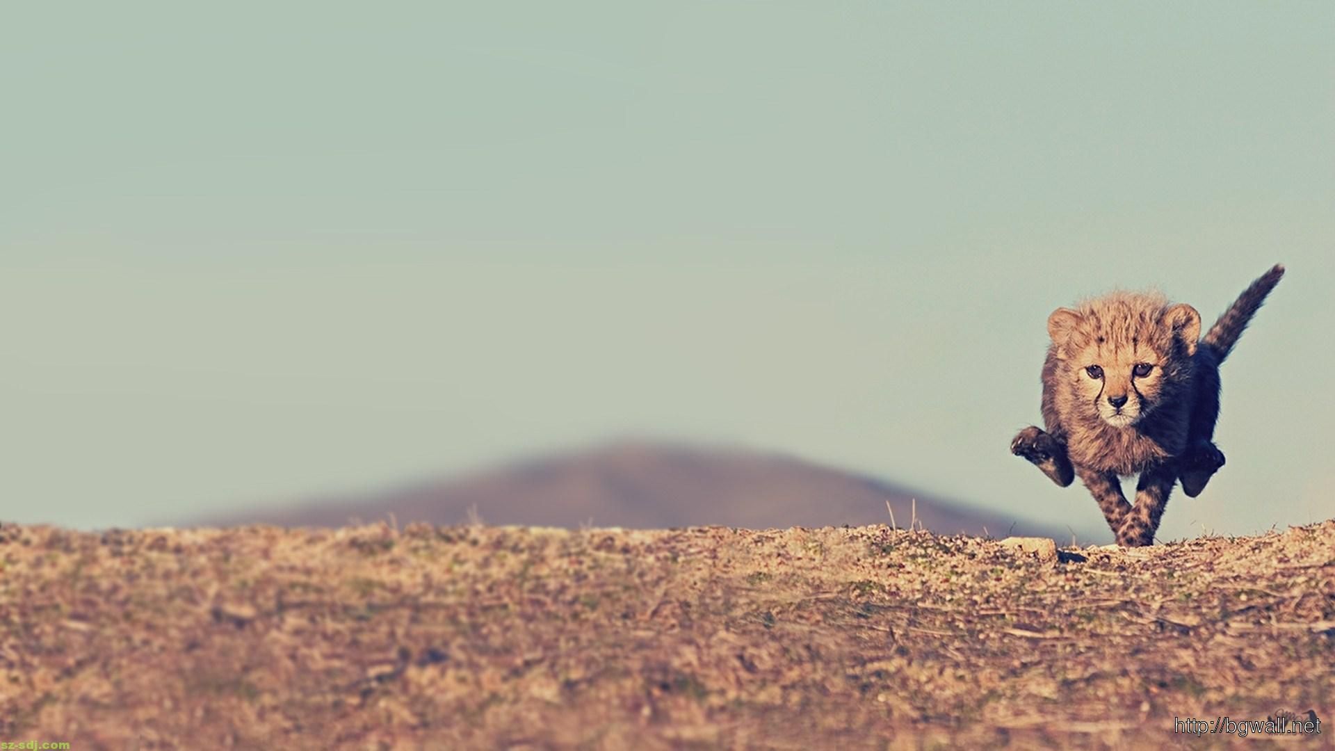 Baby Cheetah Running - HD Wallpaper 